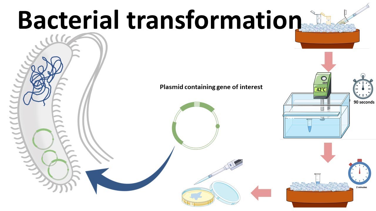Bacterial transformation