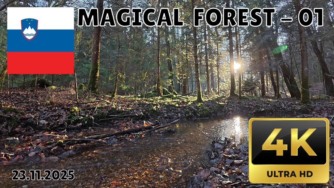 Woodland Haven 4K - Scenic Forest Relaxation Film
