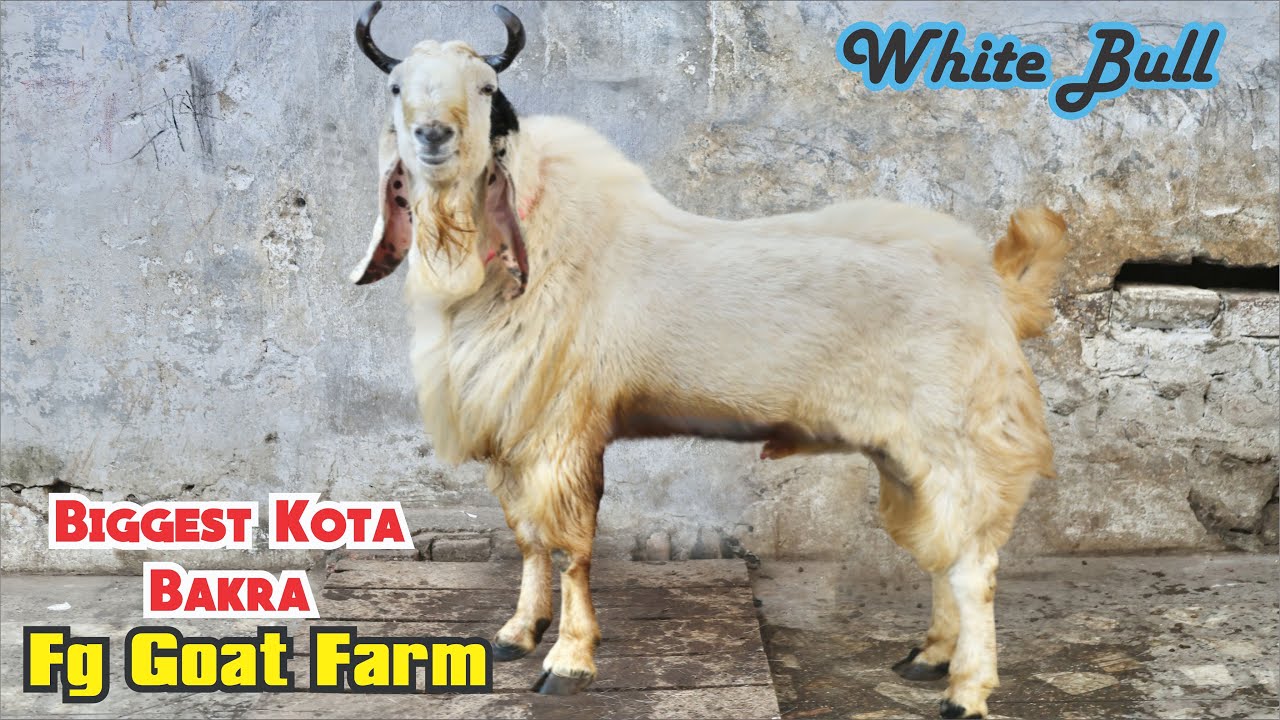 WHITE BULL Biggest Kota Bakra At FG Goat Farm