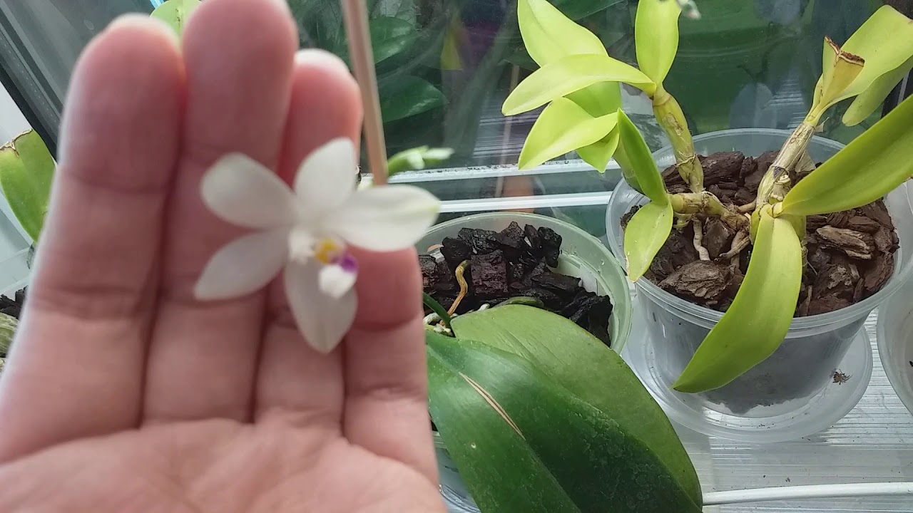 Phalaenopsis tetraspis 