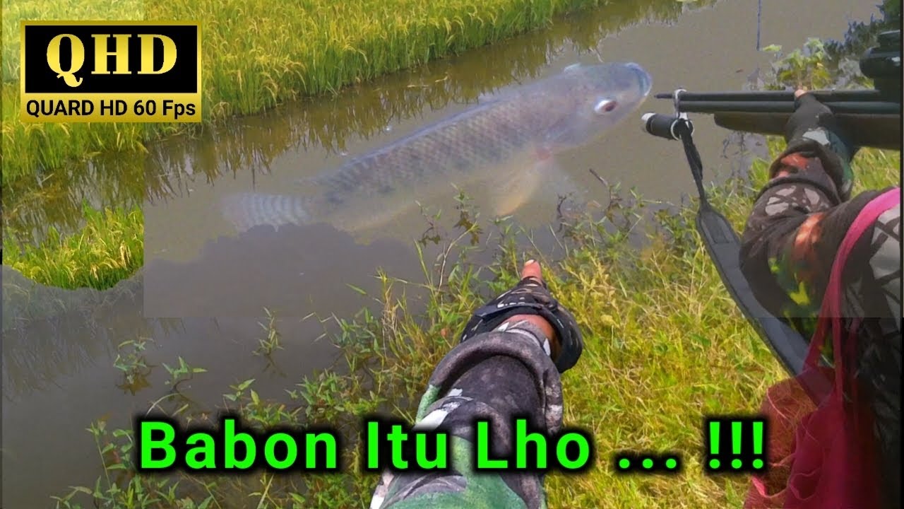 Menyanggong sawah setelah terendam banjir. Menembak ikan di sawah