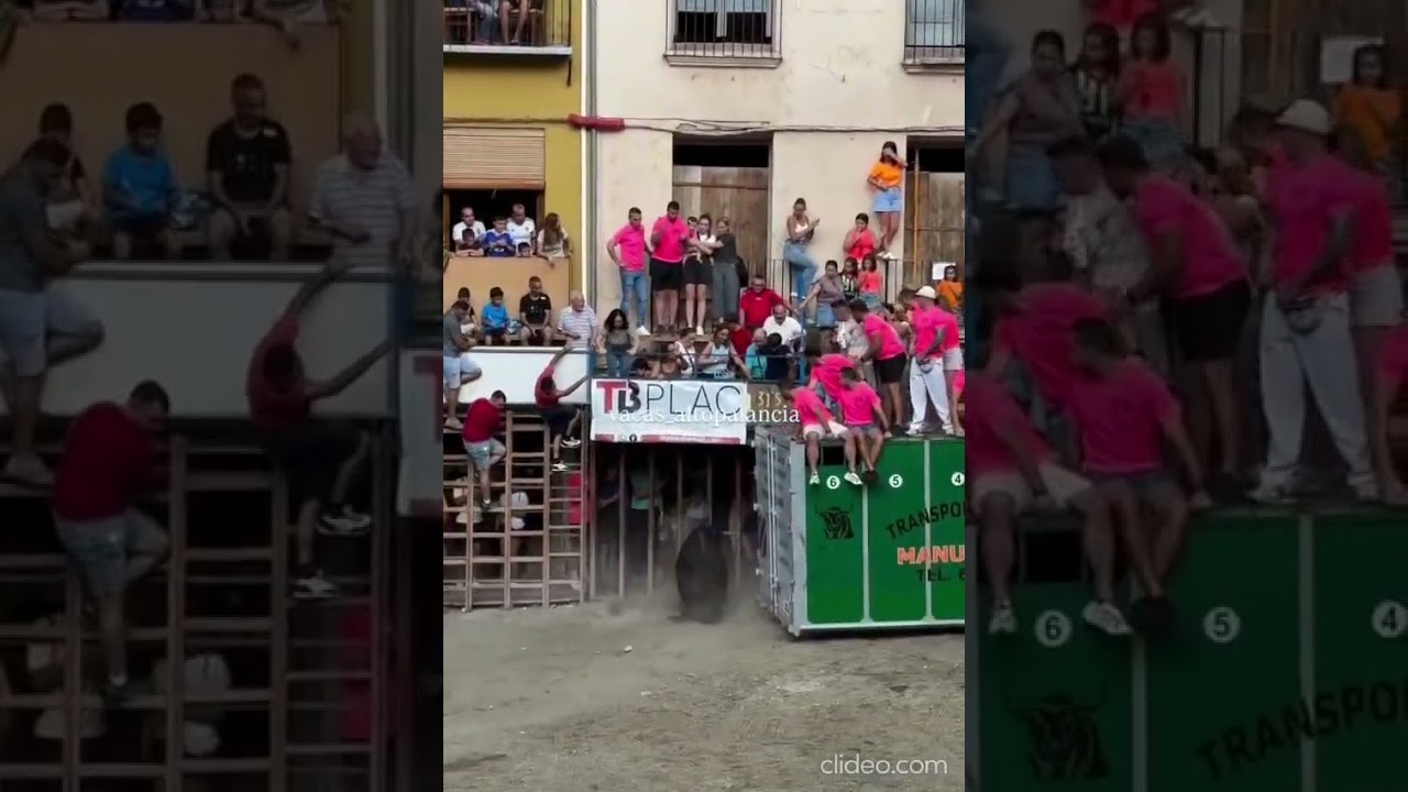 Sal&iacute;da de un toro cerril de jandilla en Segorbe im&aacute;genes vacas alto palancia d&iacute;a 08/09/2025