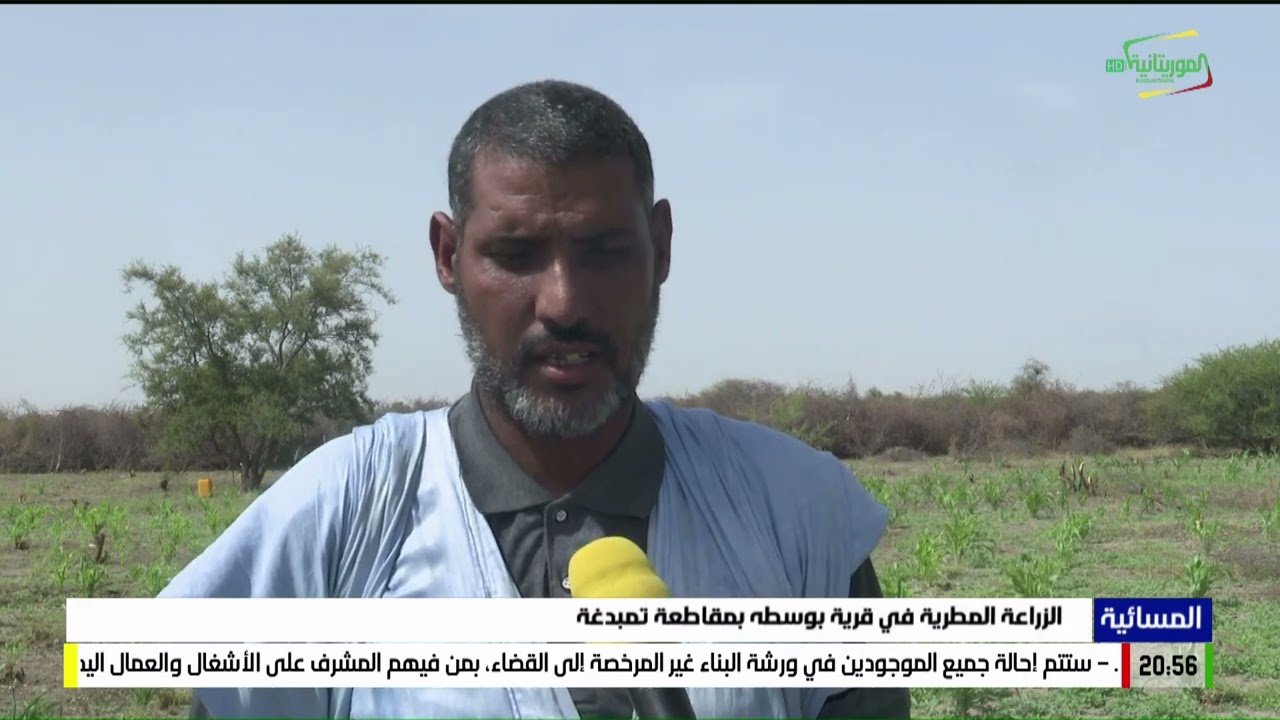 الزراعة المطرية في قرية بوسطه بمقاطعة تمبدغة