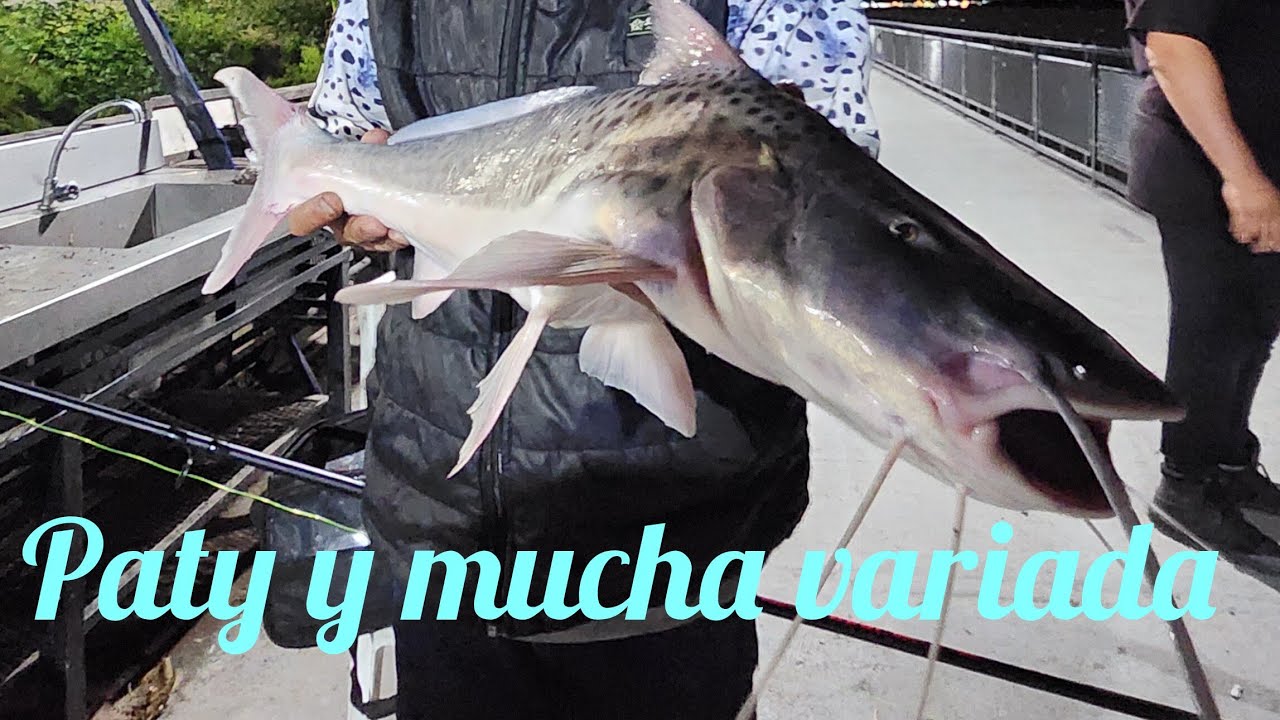 Club mitre rosario impresionante pesca muy variada..... con amigos y suscriptores nuevos