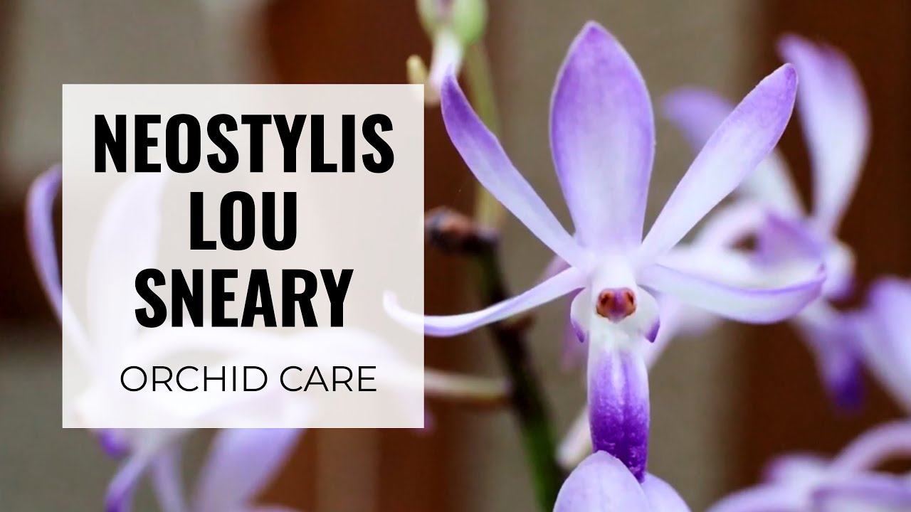 Neostylis Lou Sneary Orchid Care #CareCollab