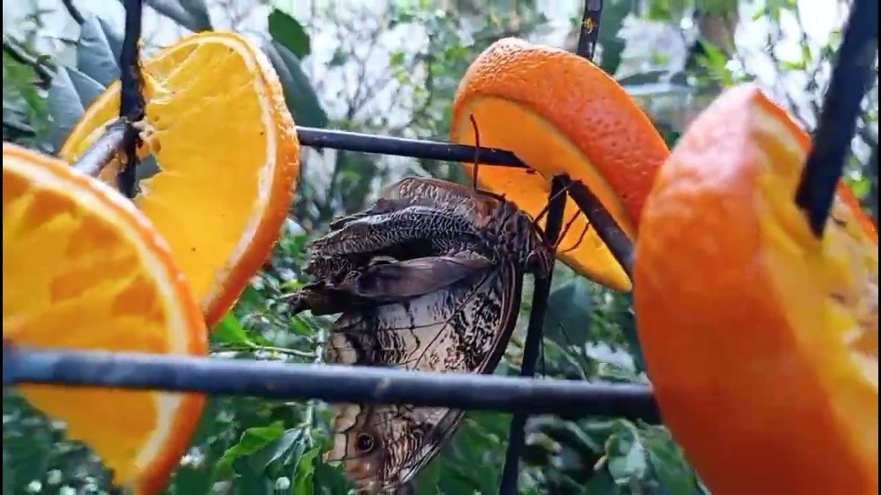 Best of butterfly Garden Rumania#butterfly #17