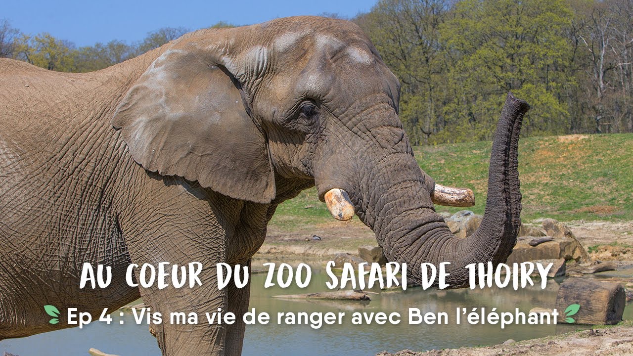 Au coeur du ZooSafari de Thoiry - Ep.4 