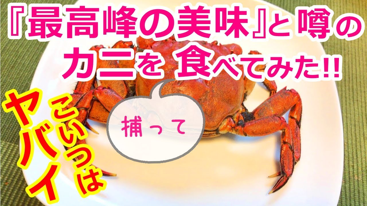 【モクズガニ】モクズガニを食べてみたら・・・衝撃すぎた！