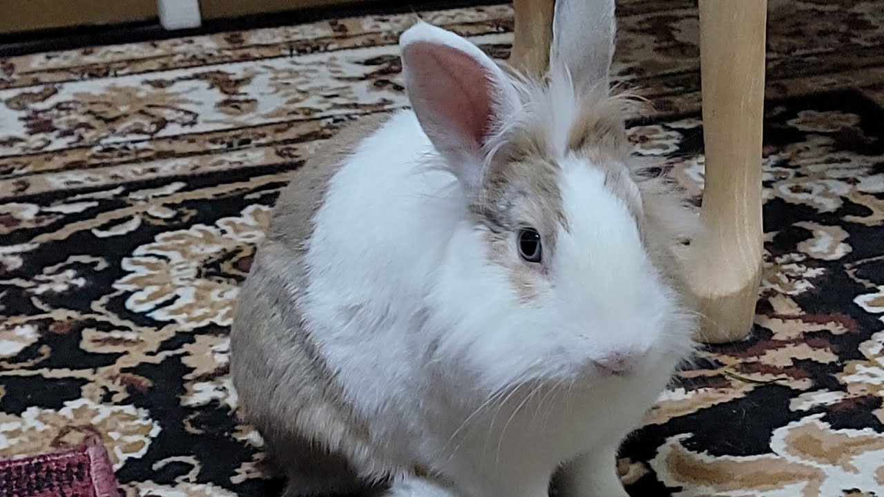 Bunny mofu is live! 29 Jan 2026 #可愛い #かわいい #bunny #rabbit #cute #mofu #うさぎ #relaxing #動物 #viralvideo