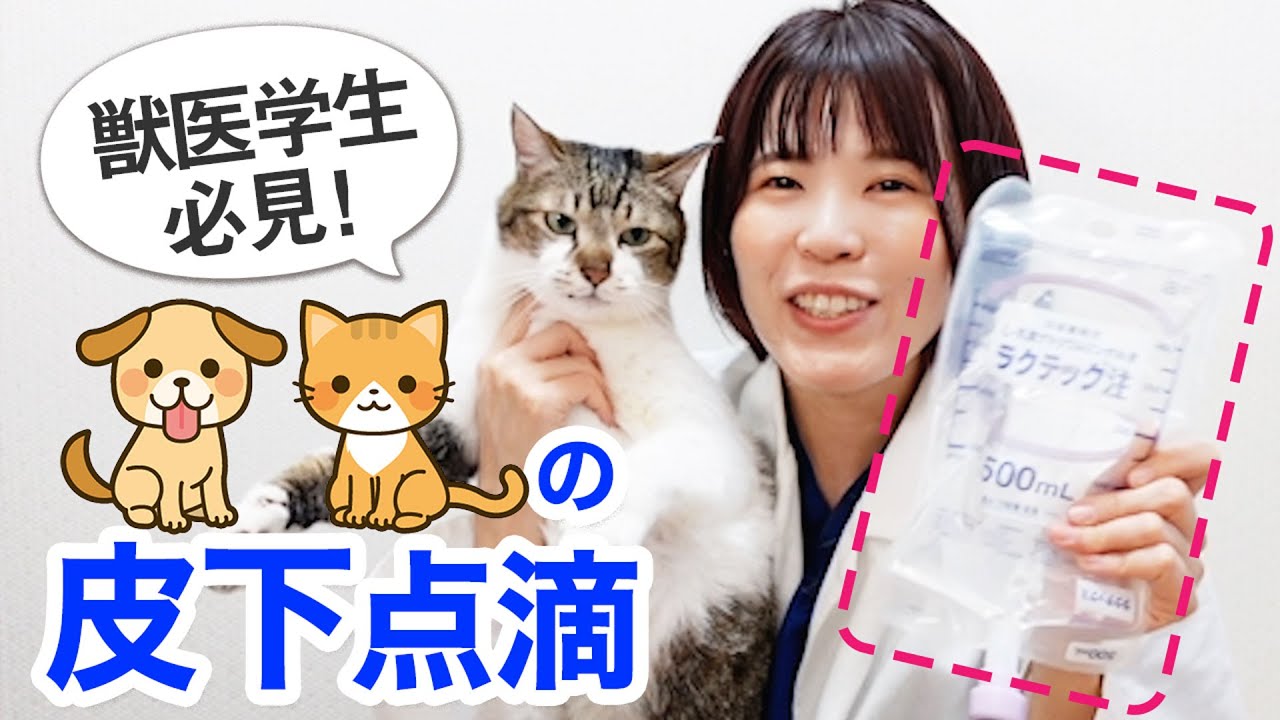 ペットの点滴 皮下点滴の準備とやり方 獣医学生 動物看護師学生必見｜ 現役獣医師が解説します！