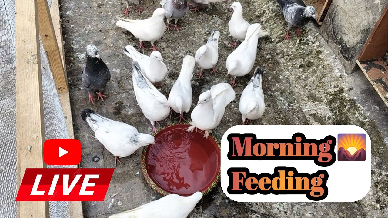 Morning Feeding 🌅 All Type High Flaying Pigeons and Fancy Pigeons ||