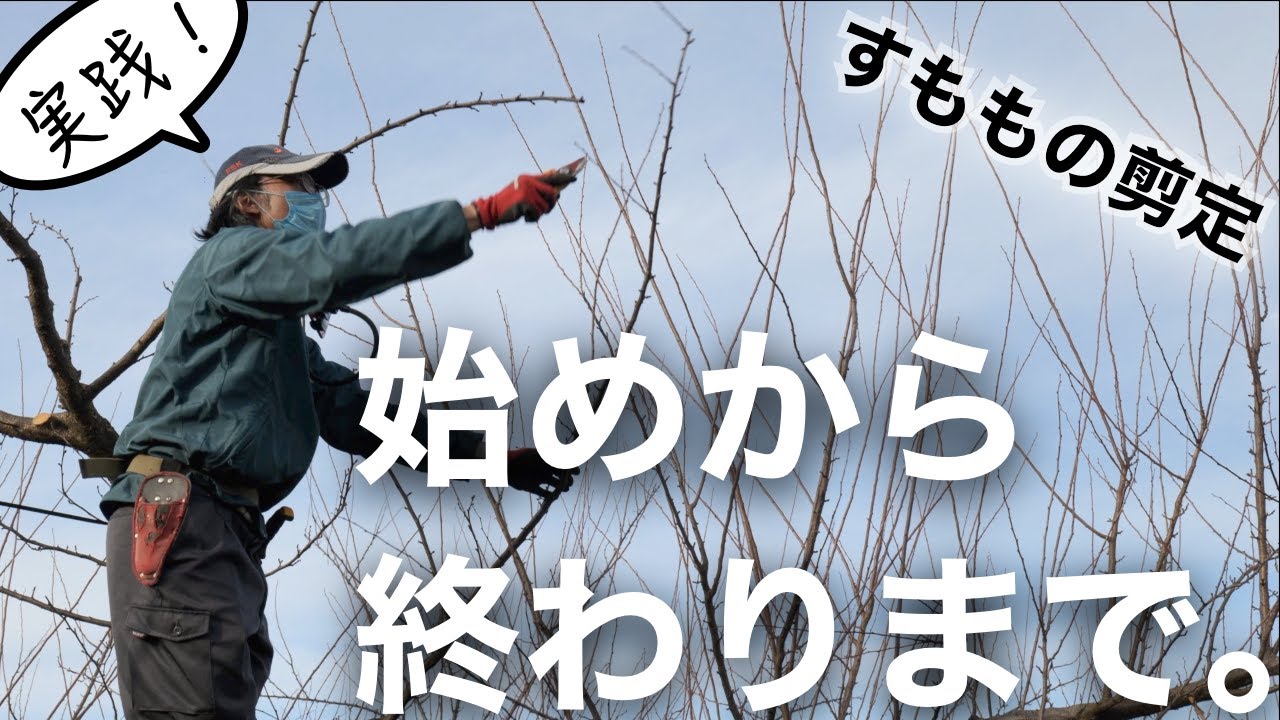「すももの剪定の仕方って？」の疑問に答えられるよう、始めから終わりまで独り言しながら実践。