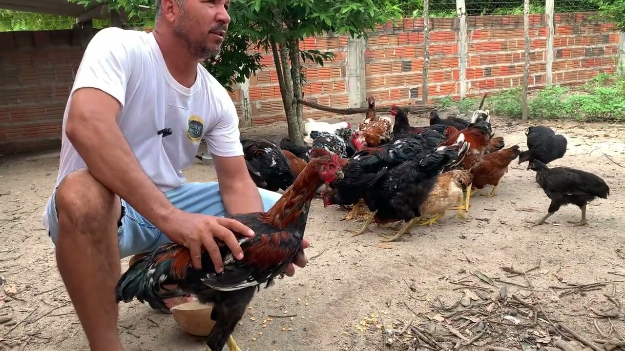 MINHA CRIAÇÃO DE GALINHAS BALÃO E 51 EMBRAPA