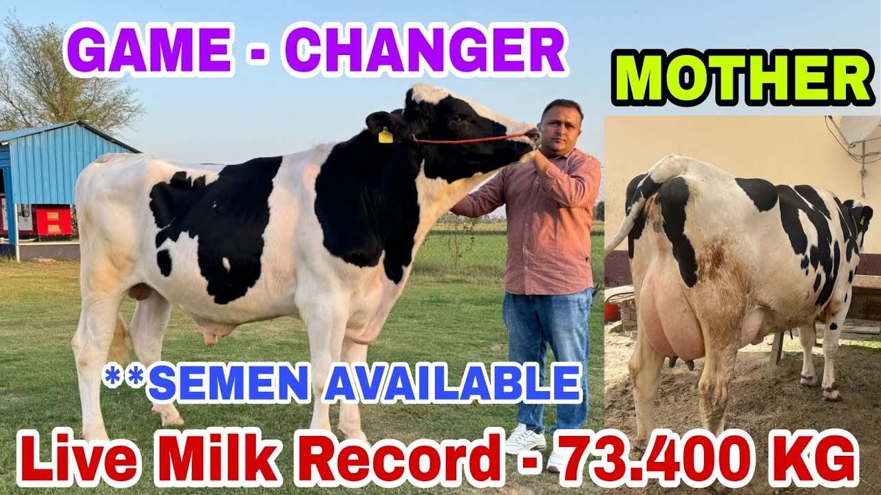 India's best HF Bloodline Bull - GAME CHANGER SEMEN AVAILABLE 👍👍👍