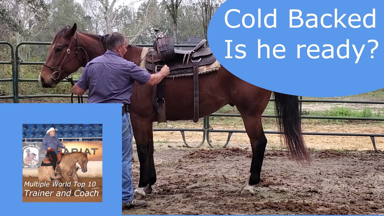 Tightening the saddle on a cold backed horse. Building confidence.