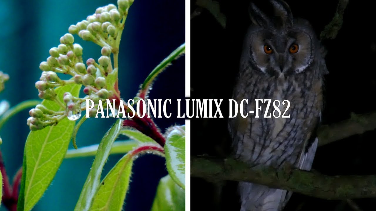 Panasonic Lumix DC-FZ82 | Unedited Test Footage (Macro, Zoom, Lowlight, Timelapse, Slowmo)
