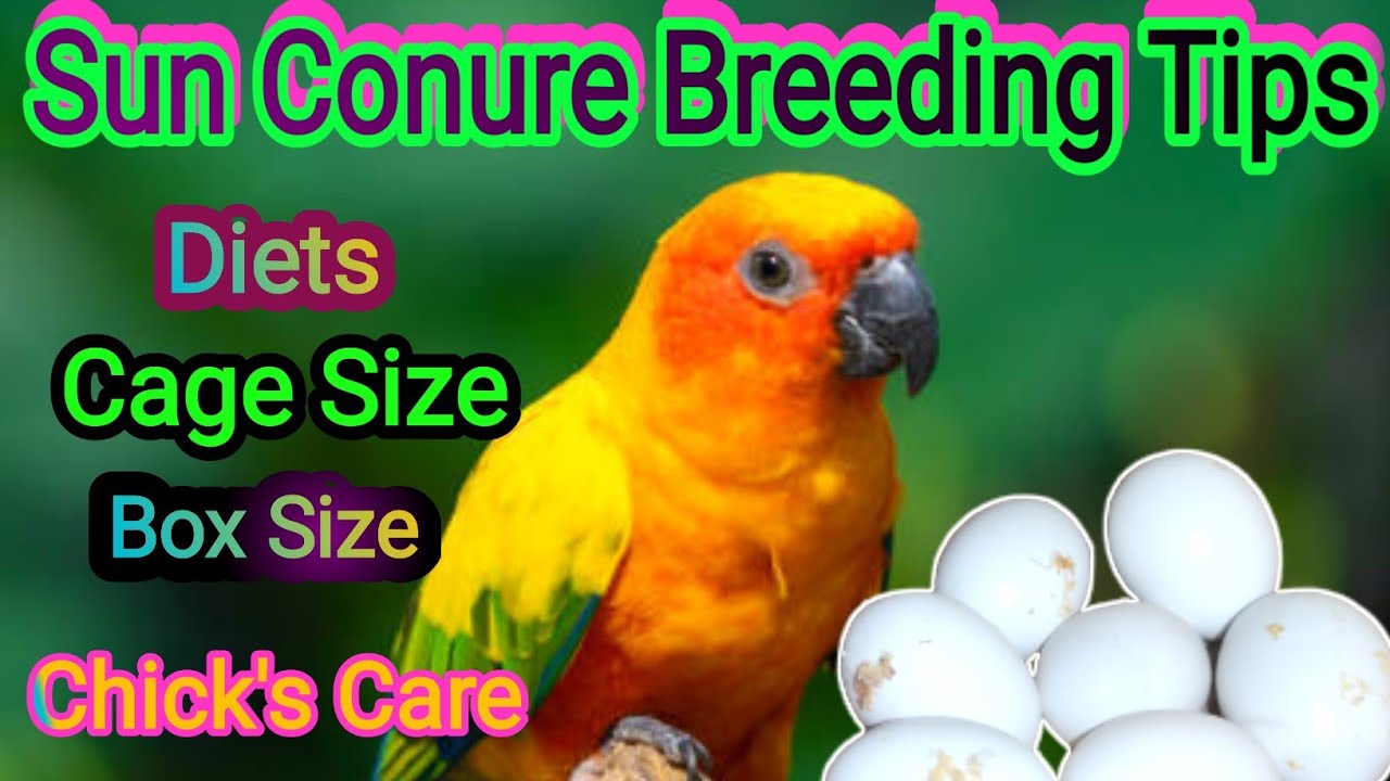 Sun Conure Breeding Tips | Sun conure breeding kaise karta hai | sun conures breeding best food