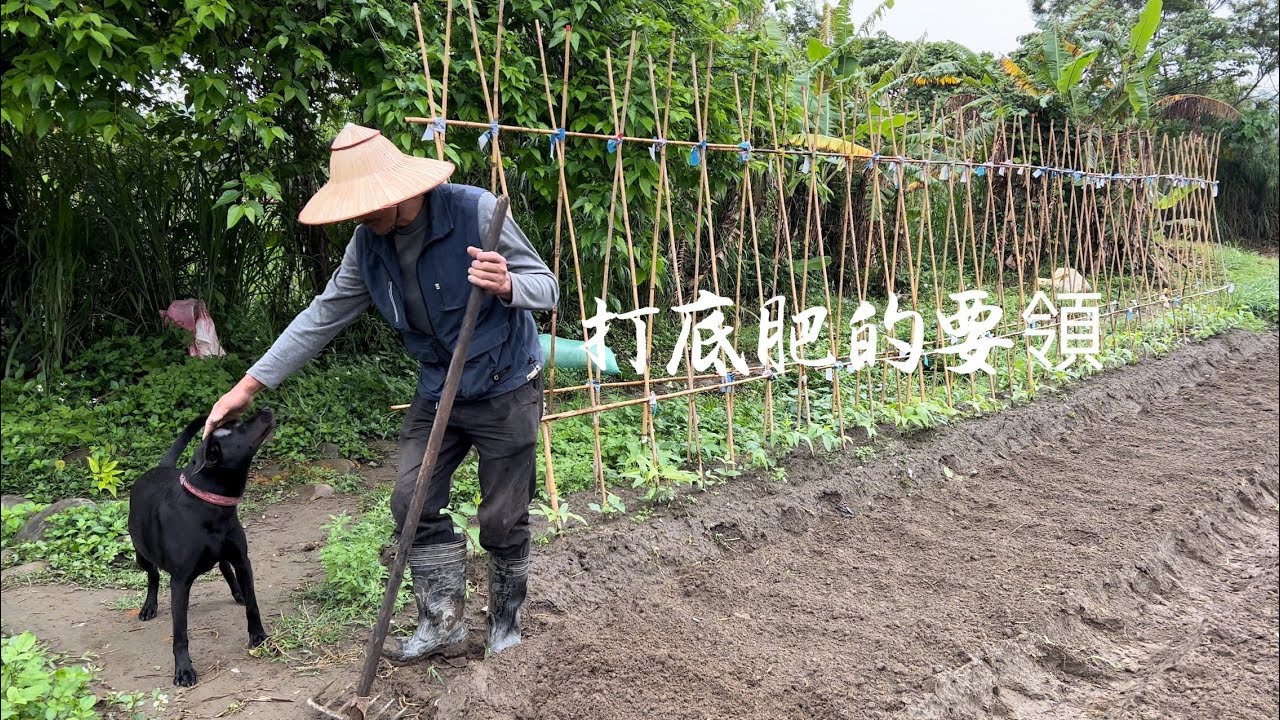 種日本莧菜～播種子打底肥的要領《葉菜類適用》