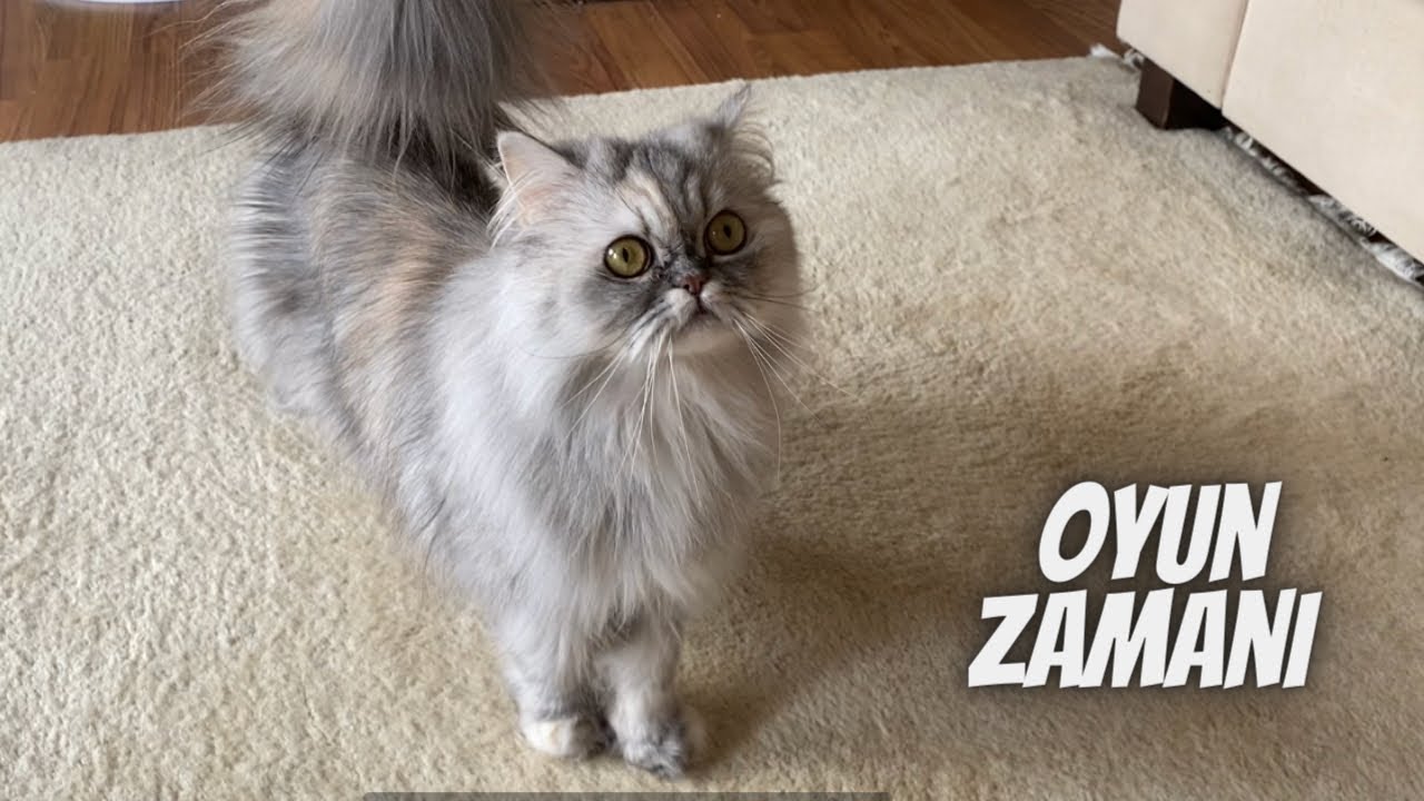 Kedimizle nasıl doğru şekilde oyun oynarız? Oyuncak seçimi… ve kedimin sevdiği oyuncakları 🐾