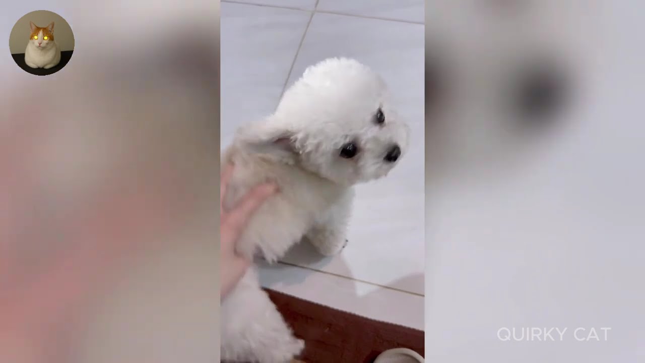 Funny ANIMALS videos 😂 | Funniest Cats and Dogs 2025 🐶😼 Part 53