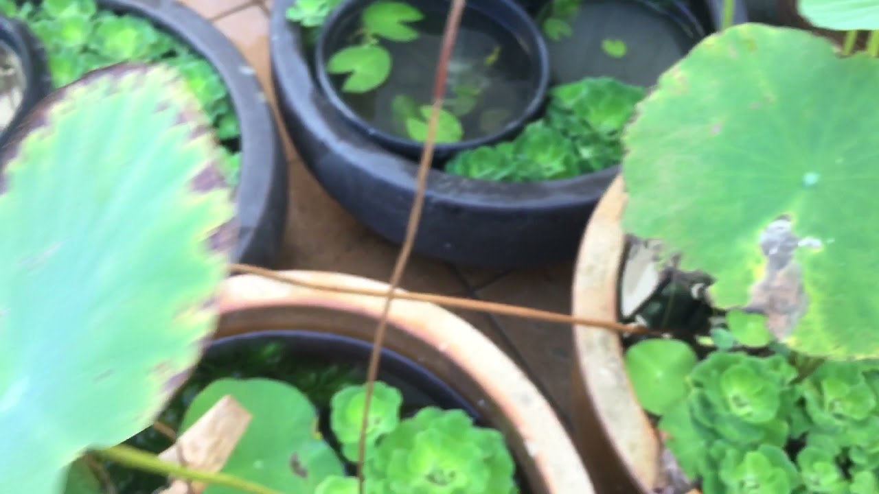 Growing Bud of Pink Lotus Flower