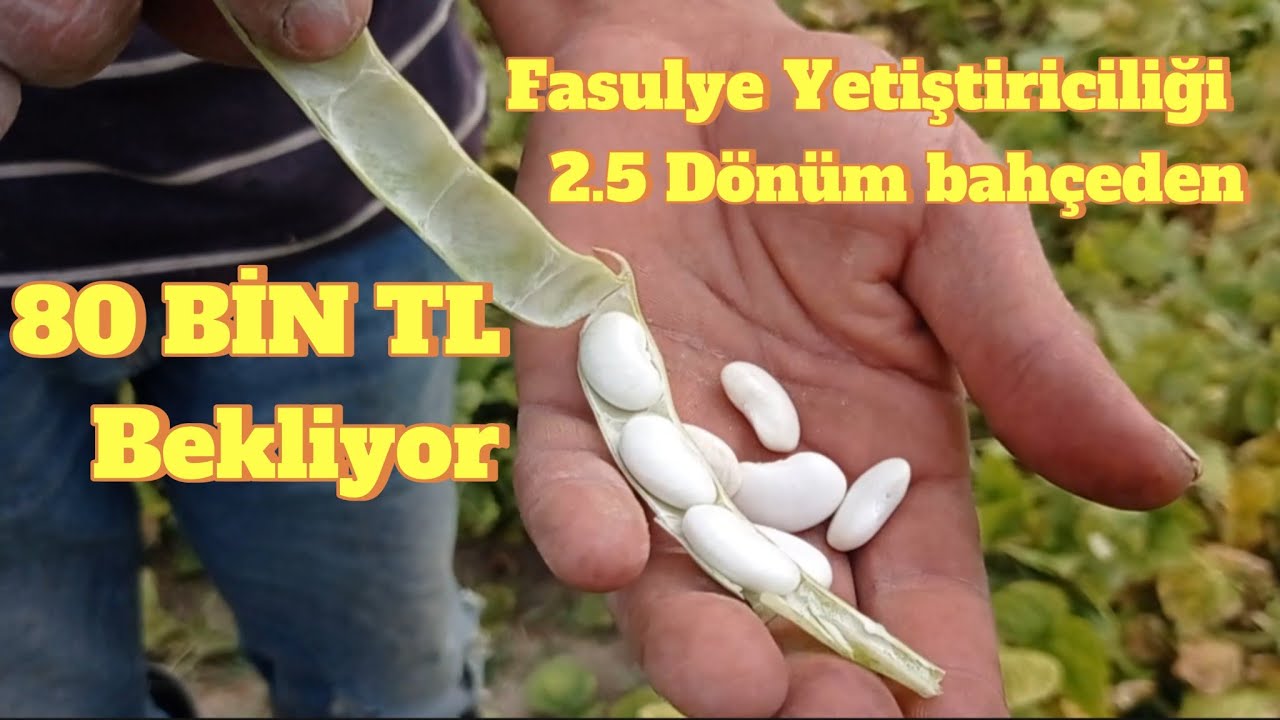 Kuru Fasulye yetiştiriciliği nasıl yapılır.Organik tarım, ilaçsız ve gübresiz.#keşfet #tarım #çiftçi