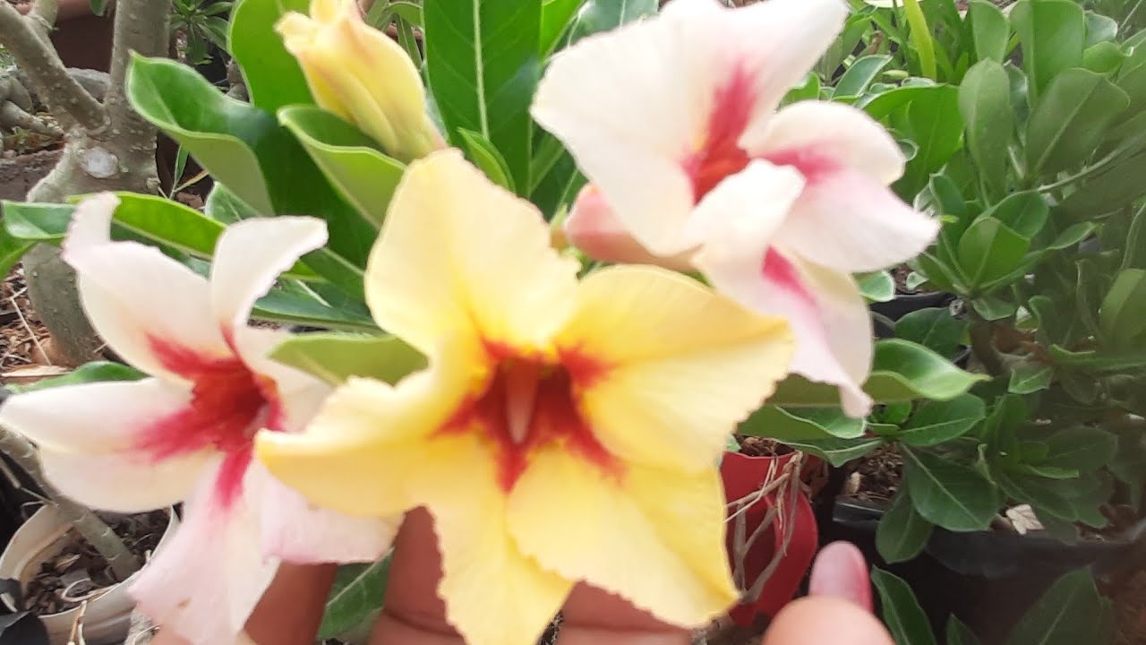 MAIS UM VÍDEO MARAVILHOSO PARA VOCÊS! VEJA AS LINDA ROSAS DO DESERTO. 🏜🏡🌺