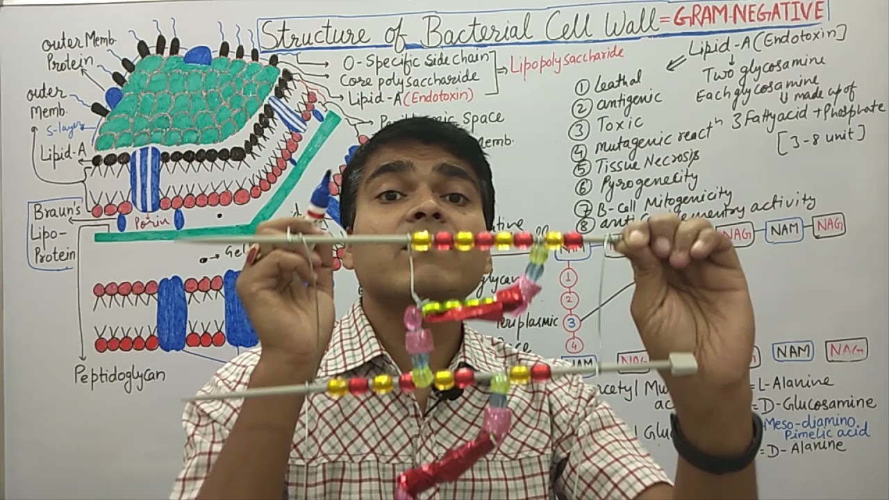 Gram Negative Bacteria Cell Wall Structure | Gram Positive VS Gram Negative | MCQ for GPAT, NET, SSC