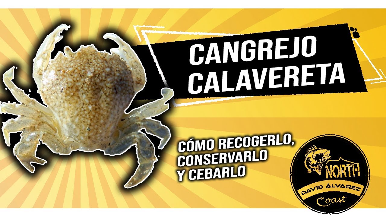 CEBO👉 Cangrejo CALAVERETA (Especial sargo y dorada) #Surfcasting playa