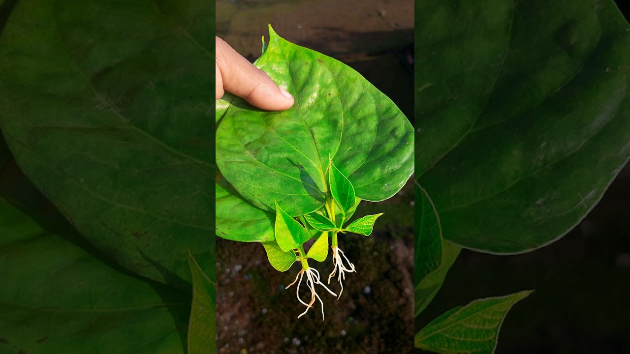 How To Grow Betel leaf Plant From Leaf | How To Grow Betel Leaves Plant From Single Leaves/#reels