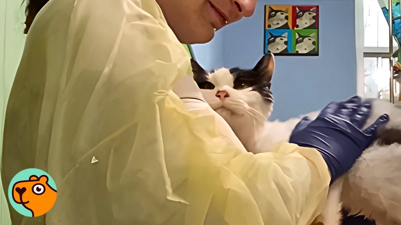 No One Wants This Old Cat Until Lady Takes Him Home | Cuddle Buddies