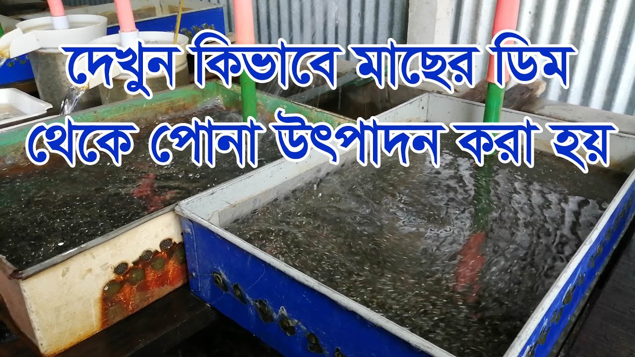 মাছের ডিম থেকে রেনু (পোনা) উৎপাদন