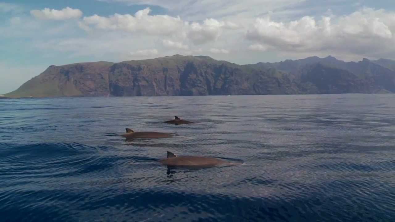 Isora, historia de una manada de calderones