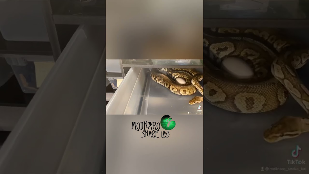 🐍 How do snakes lay eggs? 🧪 #snakes  #shorts #ballpython  #royalpython  #sawa #pets #pyton #piton