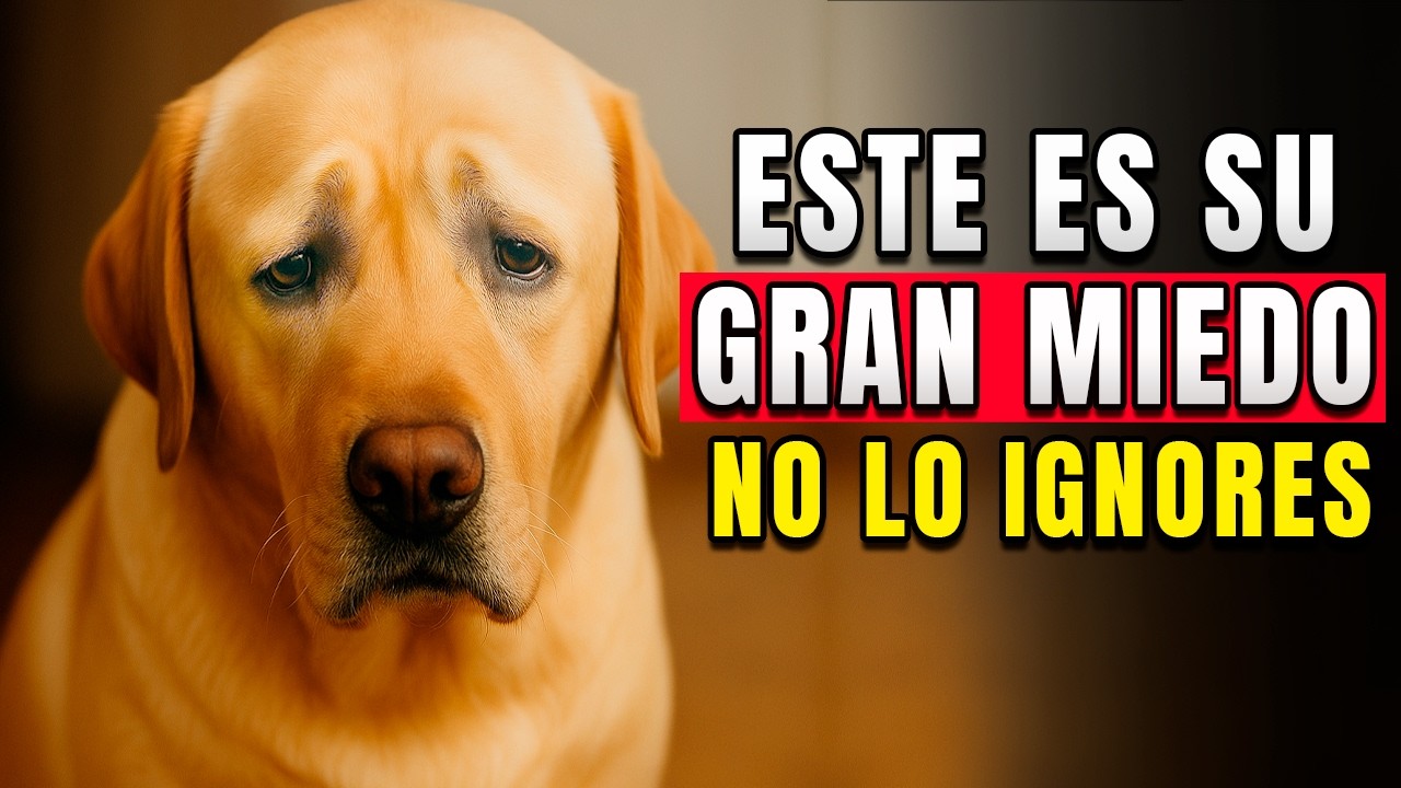 Así los dueños CURAN el corazón de su perro (cuando ya lo rompieron)
