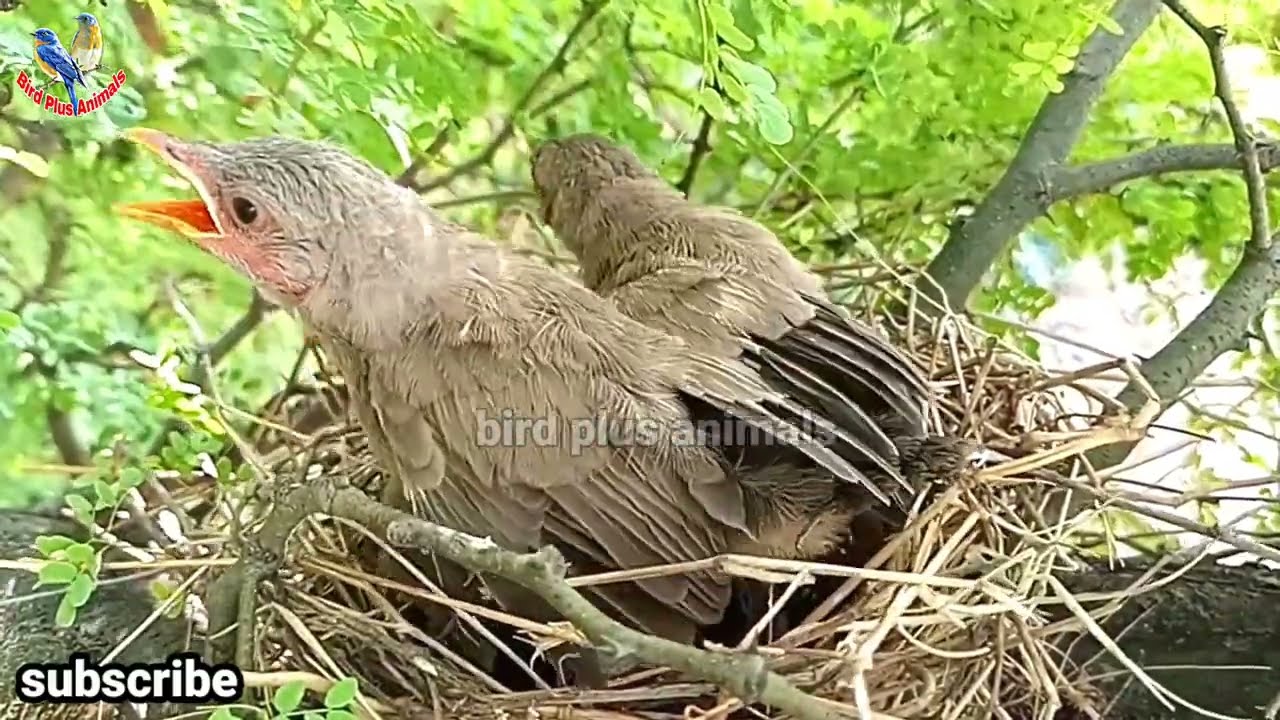 Jungli babbler beautiful three babies in nest || Bird Plus Animals