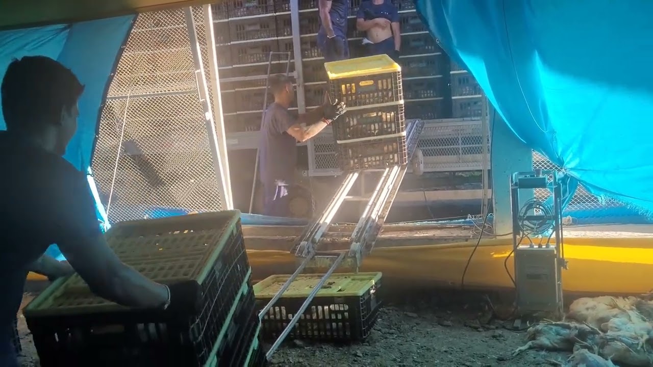 VEJA COMO É O CARREGAMENTO DE FRANGOS DE CORTE NO AVIARIO