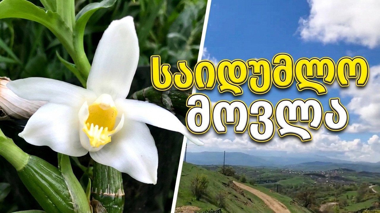 Chysis bractescens მოვლა: განათება, ტემერატურა, ჰაერის ტენიანობა, სუბსტრატი, გამრავლება, ყვავილობა
