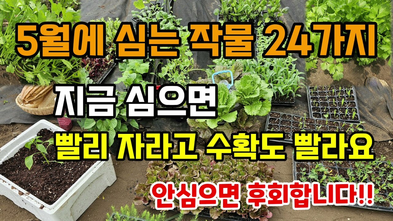 5월에 심는 추천작물 24가지 이때 심어야 수확량 많고 작물이 잘자라고 수확도 빨라요 #5월에심는작물