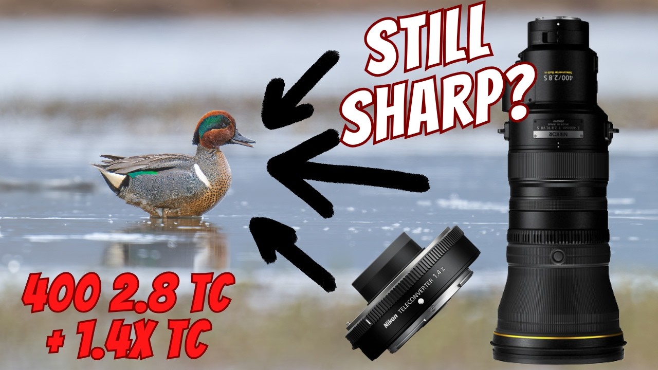 Stacking Teleconverters – Nikon Z 400mm f/2.8 TC + 1.4x = Too Much? (+ Photo Tips)