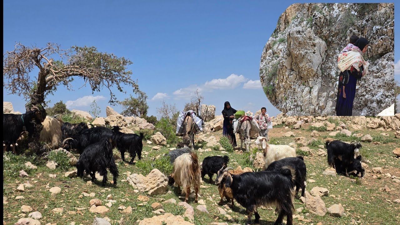 Nomadic migration: the amazing migration from warm climates to colder regions