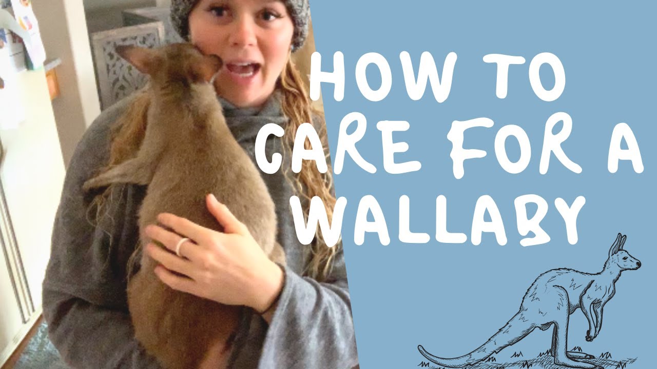 How to care for a Wallaby