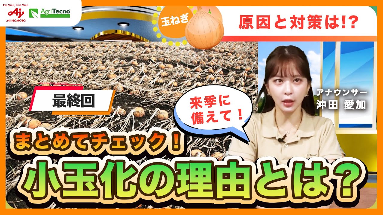 【最終回｜北海道玉ねぎ2025レビュー】なぜ2025年は玉ねぎが太らなかったのか？小玉化・早期倒伏の“本当の原因”と来期に向けた対策とは！？
