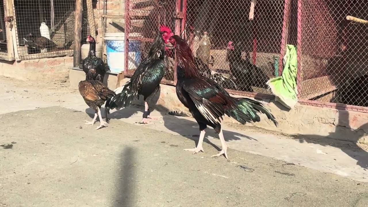 لاثانی بینگم 