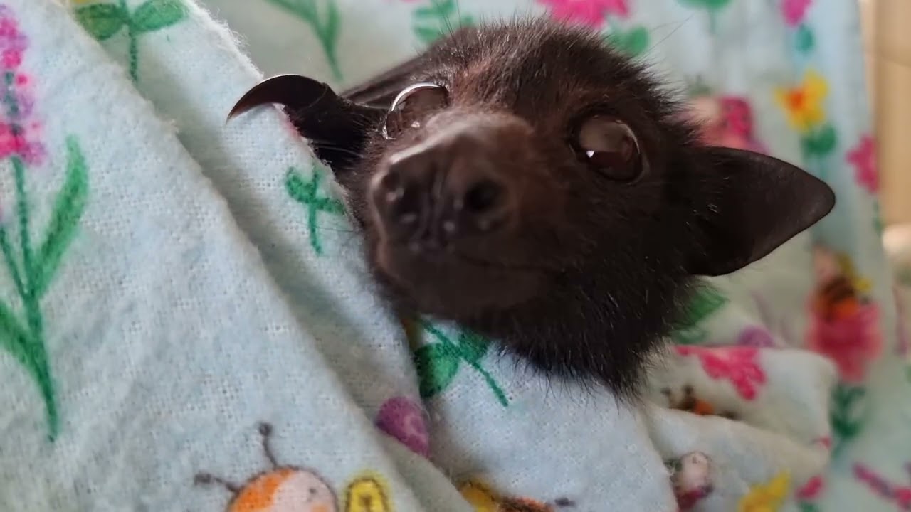 How And What We Feed The Bat Pups From Start To Finish.❤️🦇❤️