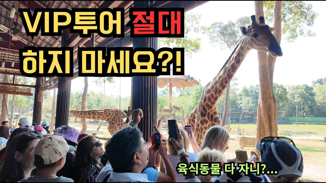 푸꾸옥 빈펄 사파리 왔는데 동물들이 전부 꿀잠중… 나이트 사파리가 답이었네