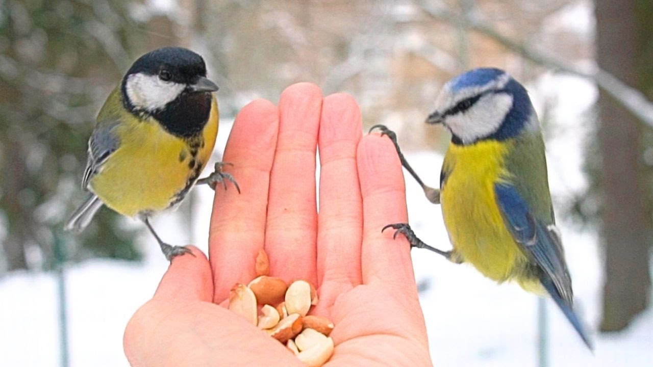 Winter Tit Bird Hand Feeding. Great Tits and Blue Tits [4K]