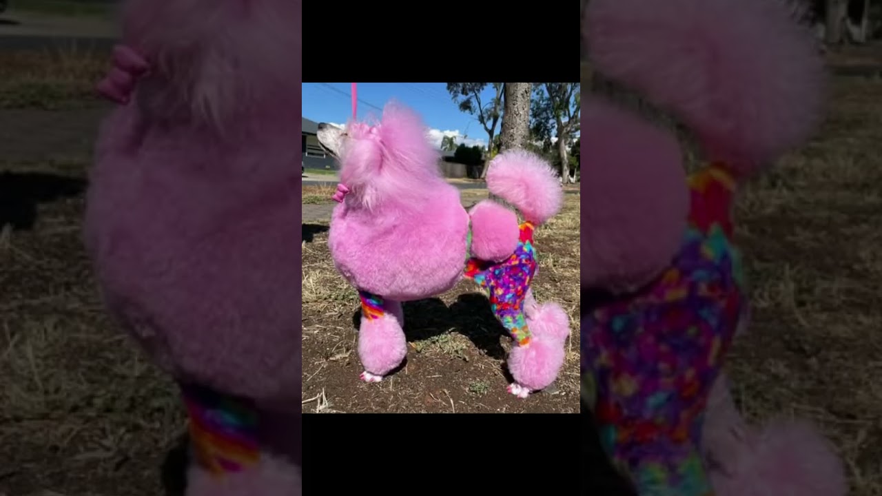 Color Change Surprise! Dog Transformation with OPAWZ Vivid Pink Pet Color Shampoo. #dog #opawz