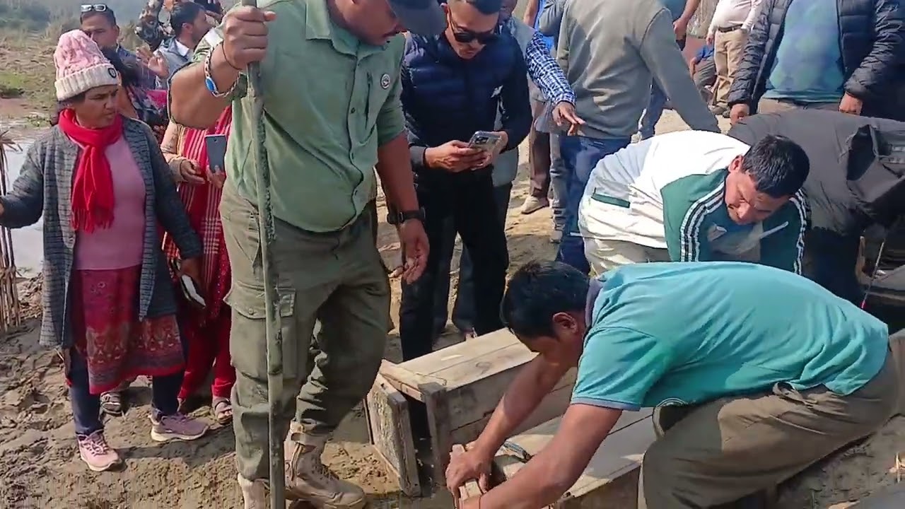 घडियाल गोही को बच्चा यसरी छोडियो । Sauraha Chitwan 
