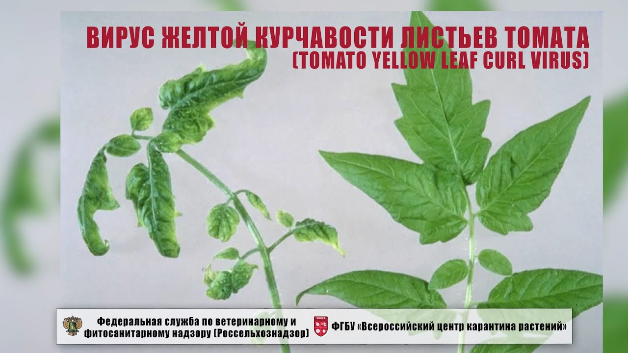 Вирус желтой курчавости листьев томата (Tomato yellow leaf curl virus)
